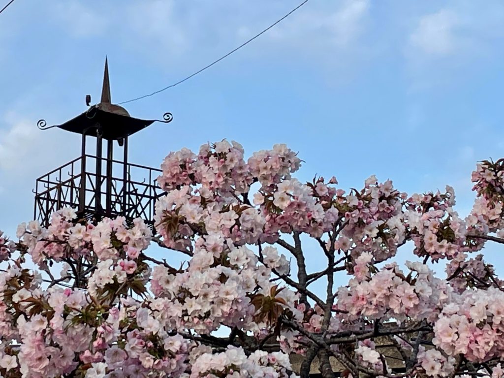 サクラ　さくら　桜